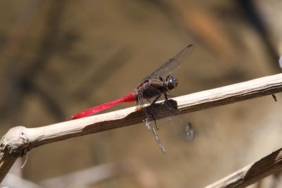 Close-up of insect on twig