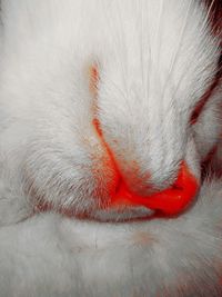 Close-up of a cat