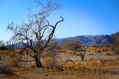 Bare trees on landscape against clear blue sky