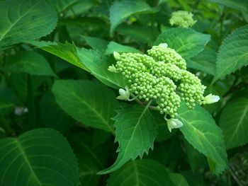 Close-up of plant