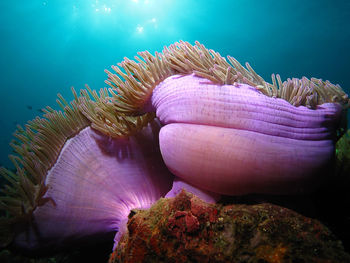 Close-up of sea anemones