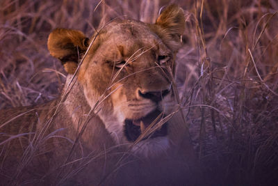 animal