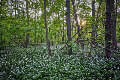 Scenic view of forest