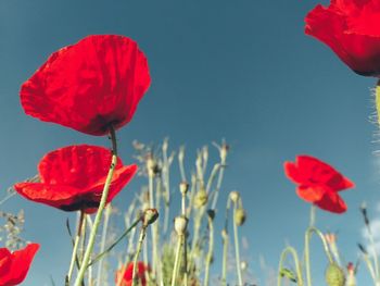 Close-up of red poppy flowers
