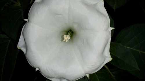 Close-up of white flower