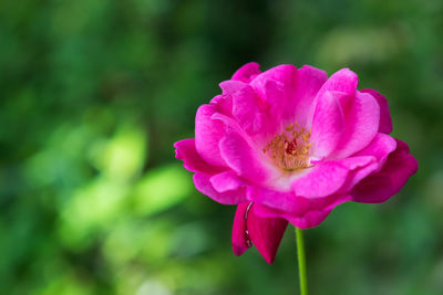 Close-up of pink flower blooming outdoors