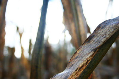 Close-up of tree trunk