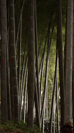 Bamboo trees in forest