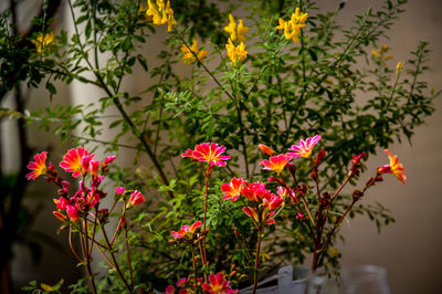 Close-up of pink flowers blooming outdoors