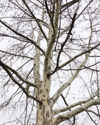 Low angle view of bare trees against sky