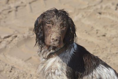 Close-up of dog on beach