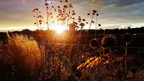 Close-up of plant growing on field at sunset