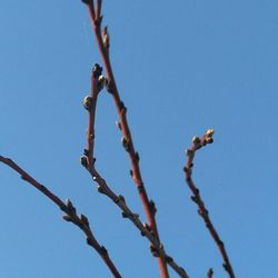 Low angle view of tree against clear blue sky