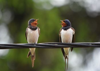 Close-up of birds perching on railing