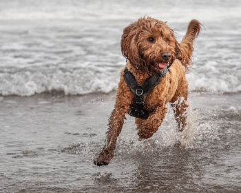 Outdoor portrait of an apricot cockapoo dog running in the north sea at st andrews, scotland
