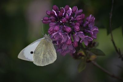 Close-up of insect on flower