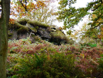 Low angle view of trees in forest