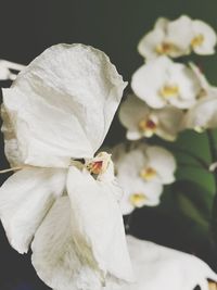 Close-up of white rose