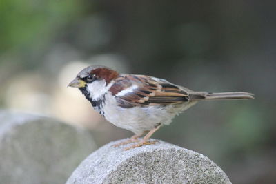 Close-up of bird perching outdoors