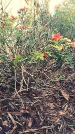 Close-up of red flowers on field