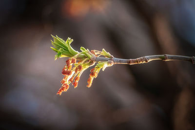 Close-up of plant growing outdoors