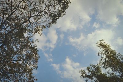 Low angle view of trees against cloudy sky