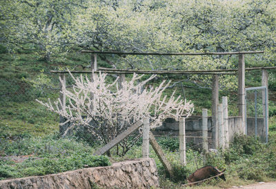 Trees growing on field in forest