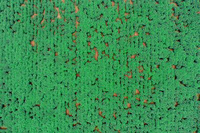 Aerial view abstract background green field from drone of cassava in rural thailand