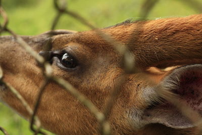 Close-up of a horse