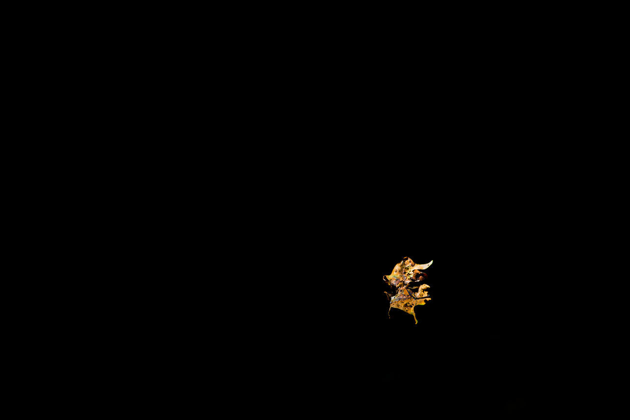 CLOSE-UP OF PLANT AGAINST BLACK BACKGROUND