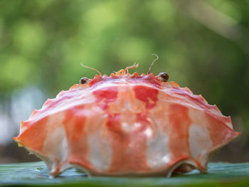 Orange crab shell