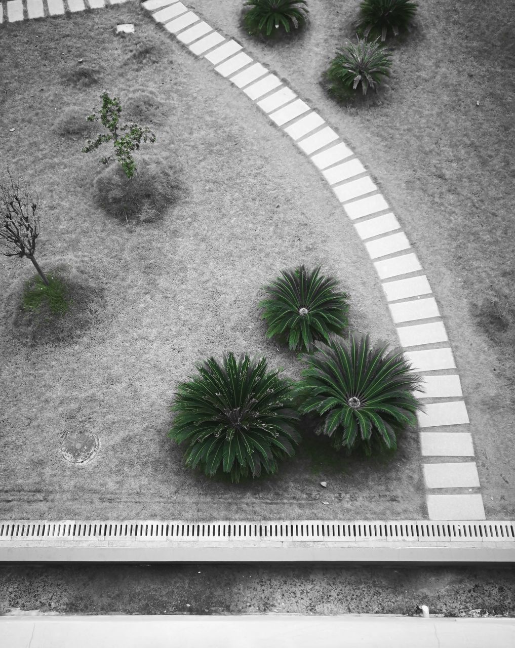 HIGH ANGLE VIEW OF PALM TREES ON FOOTPATH