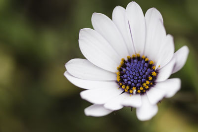 Close-up of white flower