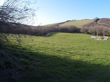 Scenic view of grassy field against clear sky