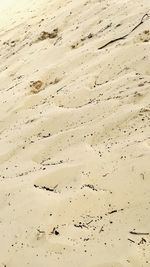 Full frame shot of flock of sand