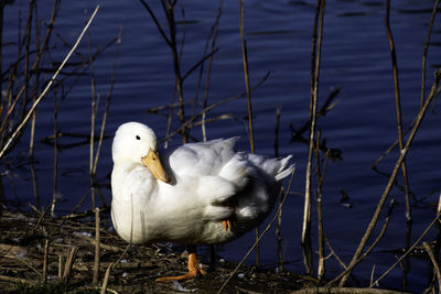 View of duck at lakeshore