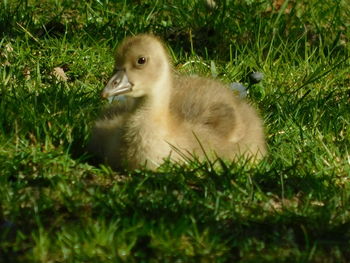 Close-up of a bird on field