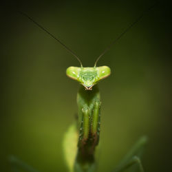 Close-up of insect on plant