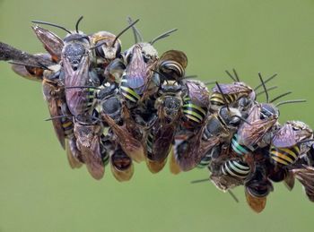 Close-up of insect