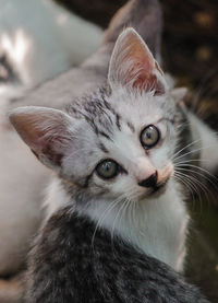 Close-up portrait of a cat