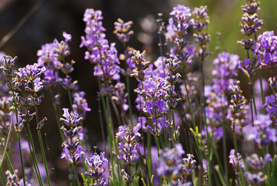 Close-up of purple flowering plants on field