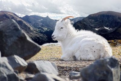 Close-up of goat lying down