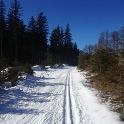 Snow covered road amidst trees against sky