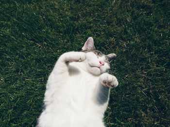 High angle view of cat sleeping on grassy field during sunny day