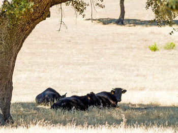 Horses in a farm