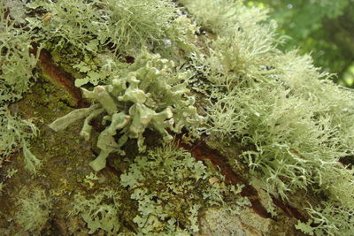 Close-up of white flowers