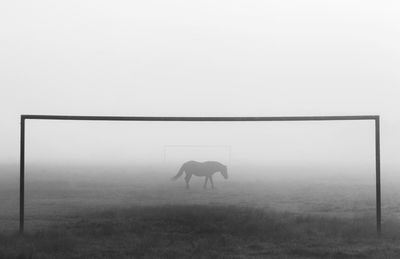 Horse standing on field against sky during foggy weather