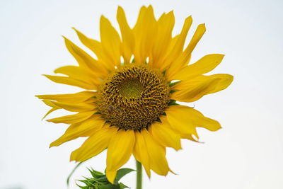 Close-up of sunflower against white background