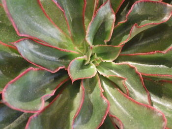 Full frame shot of succulent plant