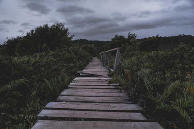 Boardwalk amidst plants and trees against sky